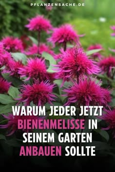 the cover image shows pink flowers with green leaves in the background and text that reads, warum jeder jettt