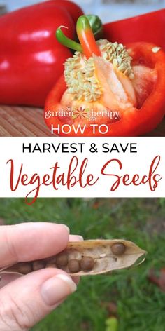 how to harvest and save vegetable seeds