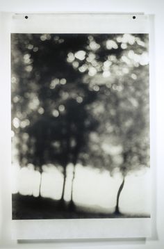 black and white photograph of trees in the background