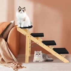 a cat sitting on top of a wooden ladder next to another cat laying in front of it