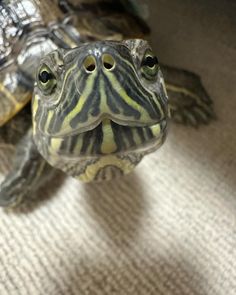 a small turtle sitting on top of a white floor next to another turtle with it's eyes open