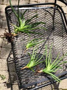 several air plants are growing in a wire basket on the ground near a brick wall