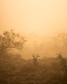 a deer with antlers standing in the foggy grass on a hill near some trees