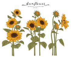 three sunflowers with green leaves and brown centers are shown in this hand drawn illustration