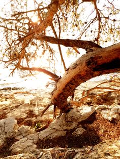 the sun shines through the branches of a tree on top of rocks and dirt