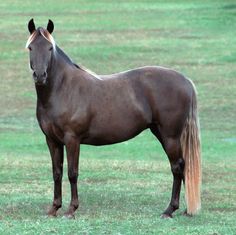 a brown horse standing on top of a lush green field