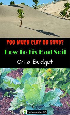 two pictures with the words how to fix bad soil on a budget and an image of a