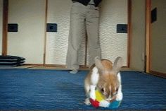 a small dog playing with a ball on the floor in front of an open door