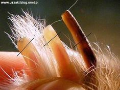 a close up view of an animal's hair and nails