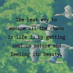 the best way to escape all the chaos in life is by getting lost in nature and feeling its beauty