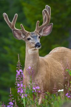 a deer with antlers standing in the middle of purple wildflowers and trees