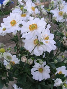 white flowers with yellow centers in a garden