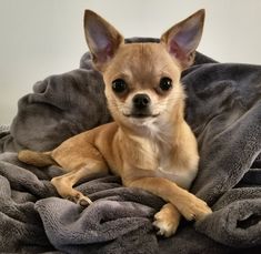 a small dog laying on top of a blanket