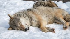 two wolfs are sleeping in the snow together