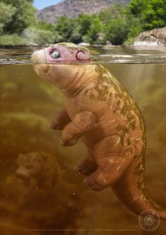 an animal floating in the water with its eyes open