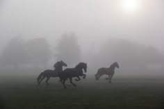 three horses running in the foggy field