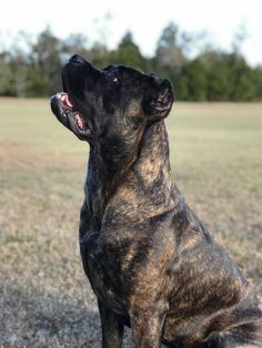 a black and brown dog sitting on top of a grass covered field