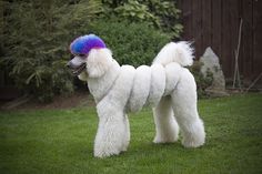 a white poodle with purple and blue hair standing in the grass