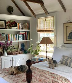 two dogs laying on a bed in a bedroom with bookshelves and windows behind them