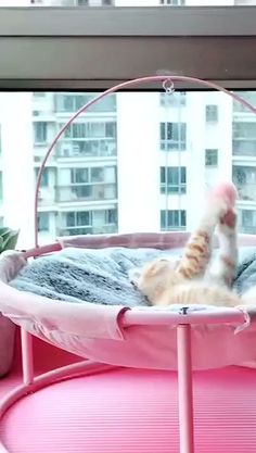 a cat laying on top of a pink trampoline in front of a window