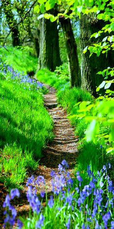 a dirt path in the middle of some bluebells and green grass with trees on either side