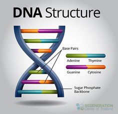 an image of a structure that is labeled in different colors and sizes, with the words dna structure below it