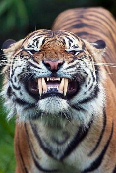 a close up of a tiger with its mouth open