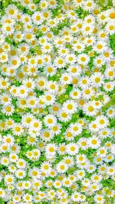 white and yellow daisies are in the middle of a green field, with grass