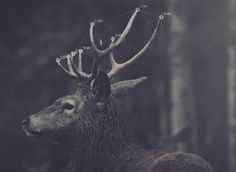 an image of a deer with antlers on it's head