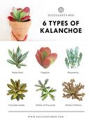 succulents box 6 types of kalaanchoe