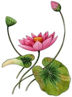 a drawing of a pink flower with green leaves