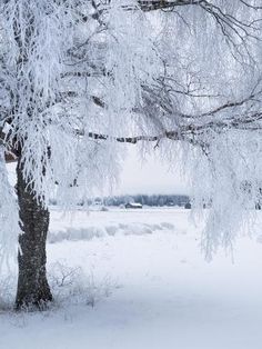 snow covered trees in the middle of a field