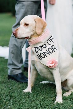 a dog wearing a shirt that says, dog of honor on it's collar