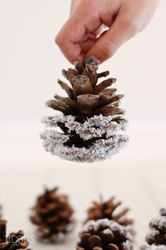 a person is holding a pine cone with snow on it and other cones in the background