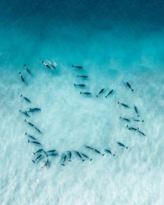 an aerial view of fish swimming in the blue water with a circle made out of them