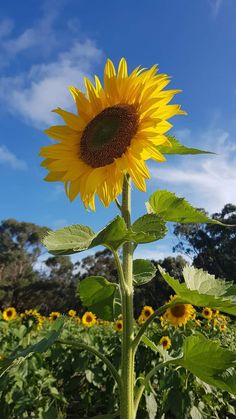 a large sunflower standing in the middle of a field