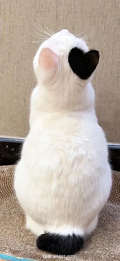 a white and black cat sitting on top of a chair