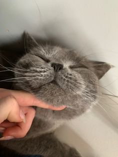 a cat that is laying down with its head on someone's hand and eyes closed