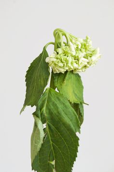 Hydrangea Centerpiece Diy, Wilted Flowers, Hydrangea Leaves, Smooth Hydrangea, Hydrangea Centerpiece, Hosta Plants, Hydrangea Care, Growing Hydrangeas, Hydrangea Garden