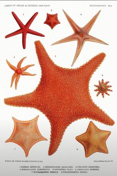 an image of starfishs and other sea stars