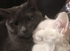 two cats cuddle together on the couch