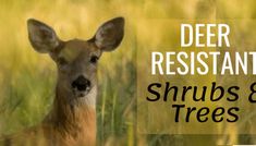 a deer is standing in tall grass with the words deer resistant shrubs and trees