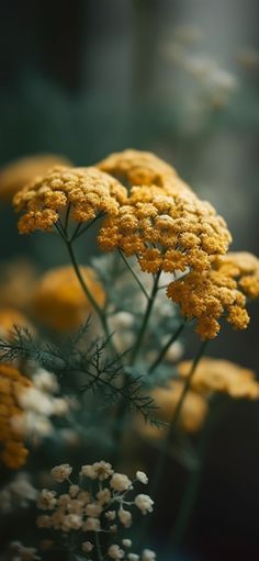 yellow and white flowers are in the foreground, with blurry backround