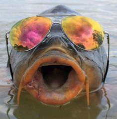 a fish with its mouth open wearing sunglasses