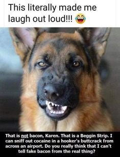 a german shepherd dog with the caption that reads, this literally made me laugh out loud