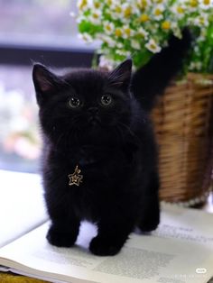 a black kitten sitting on top of an open book next to a basket with flowers