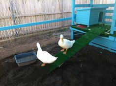 two white ducks walking in the dirt near a blue fence and green area with grass