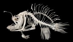 the skeleton of a fish is displayed on a black background