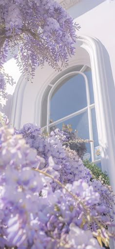 purple flowers growing on the side of a white building with a large window in it