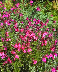 pink flowers are blooming in the garden